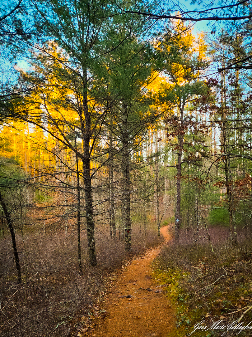 Finding Clarity in the Forest: The Power of Celebrating Small&nbsp;Victories